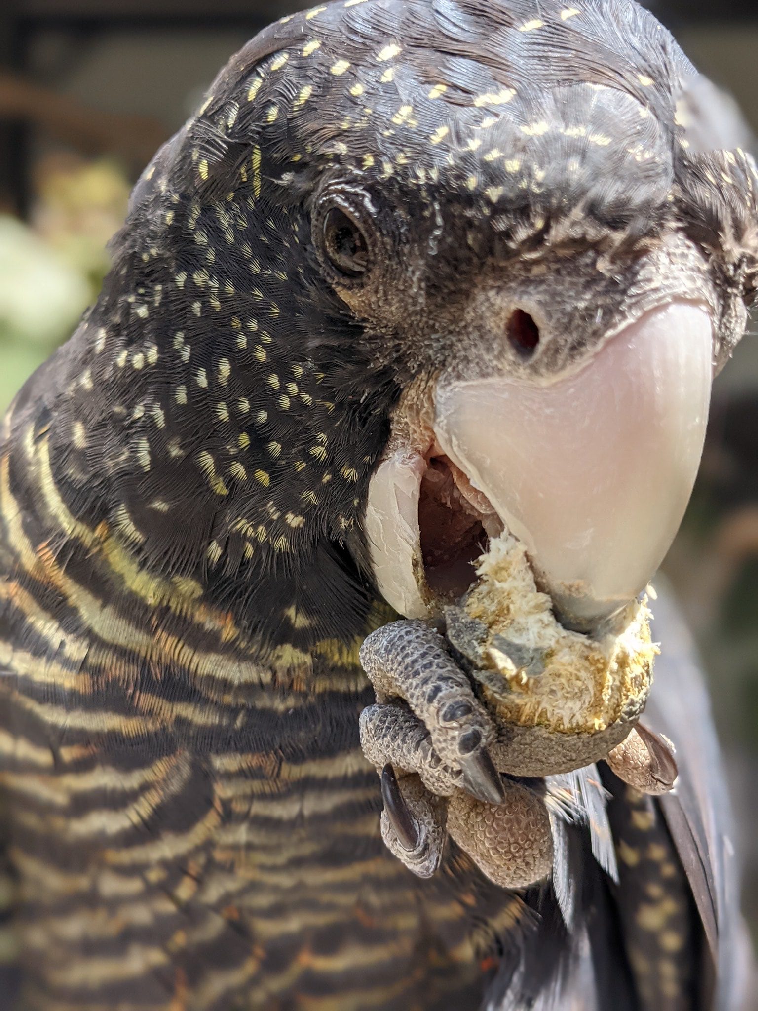 Black Cockatoo Crisis Documentary Australia