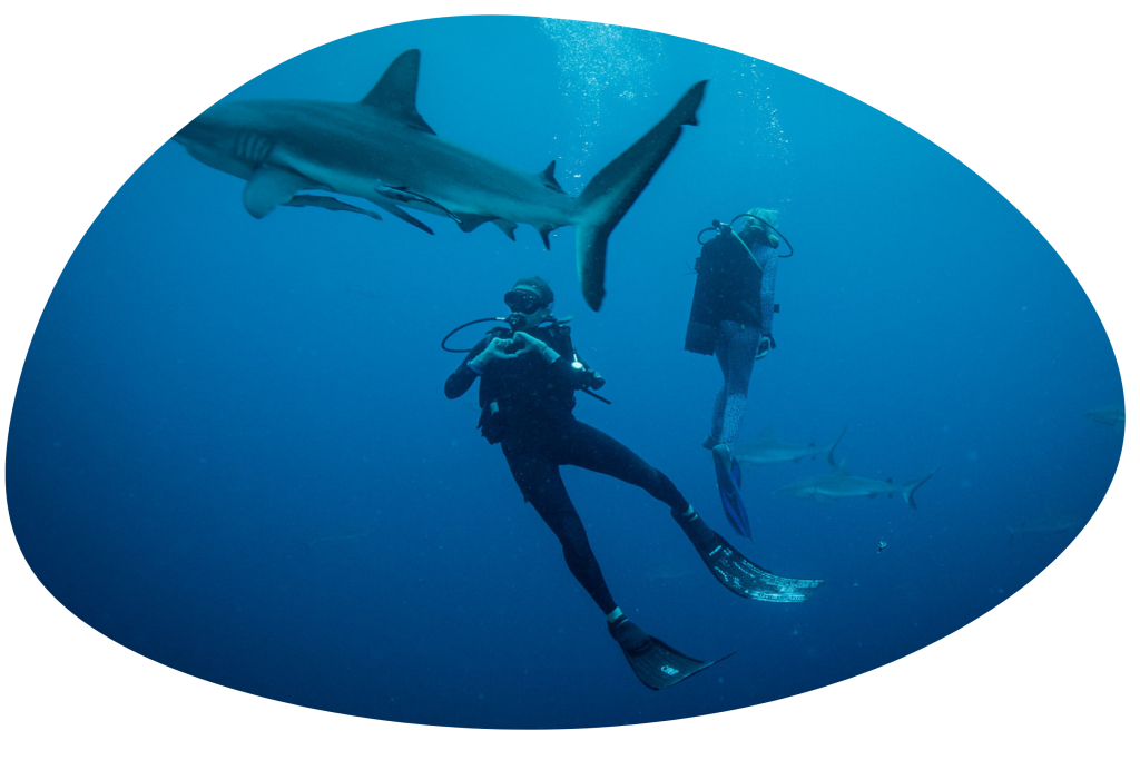 Two scuba divers swimming with sharks.