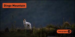 Dingo Mountain documentary