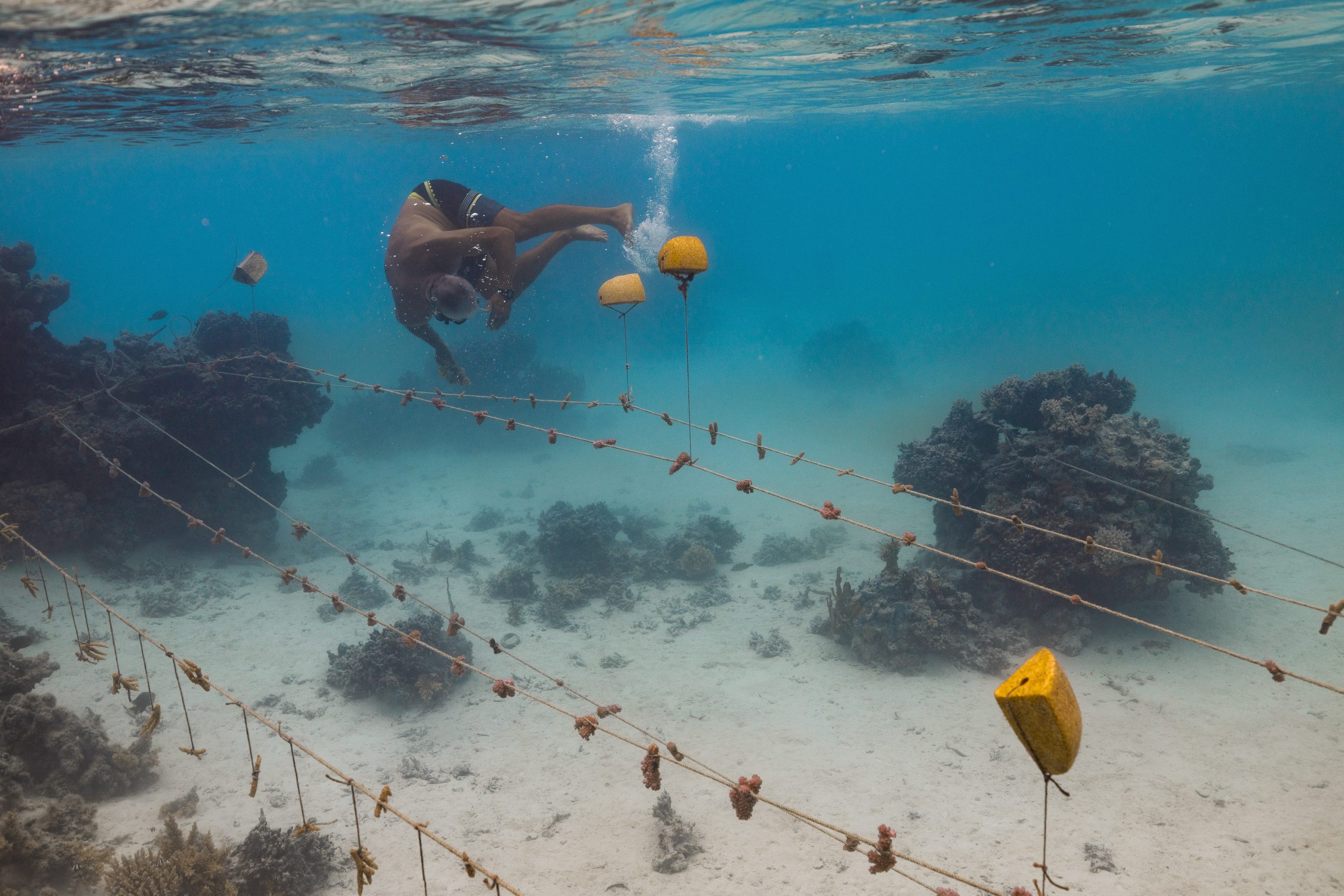 Coral Kids and Coral Gardener 1 2