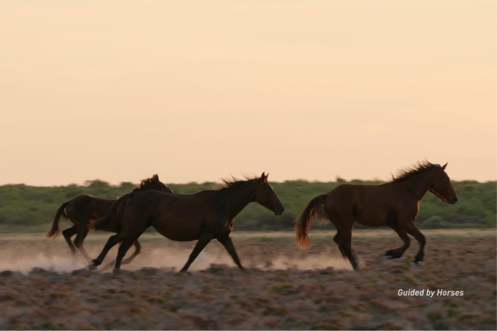 Image Credit: Guided by Horses
