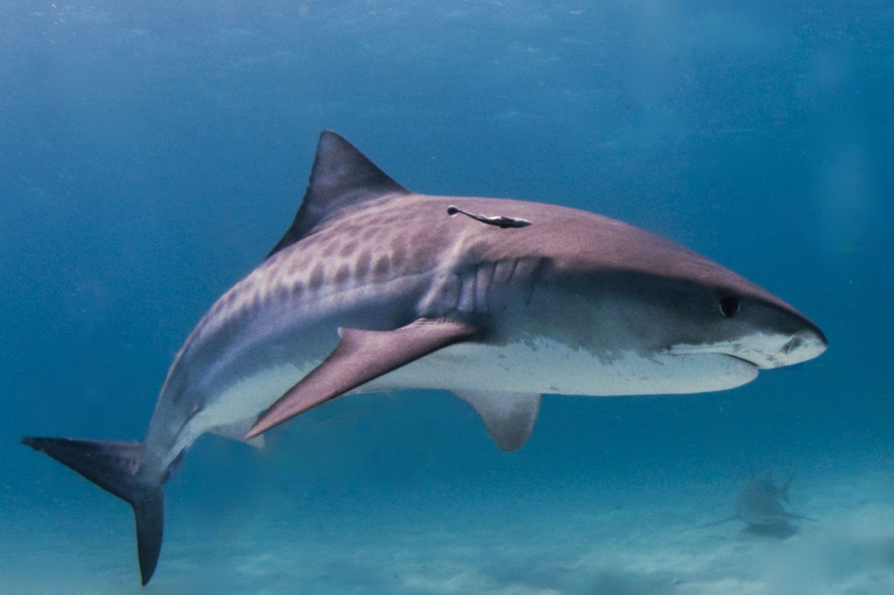 tiger shark jpg