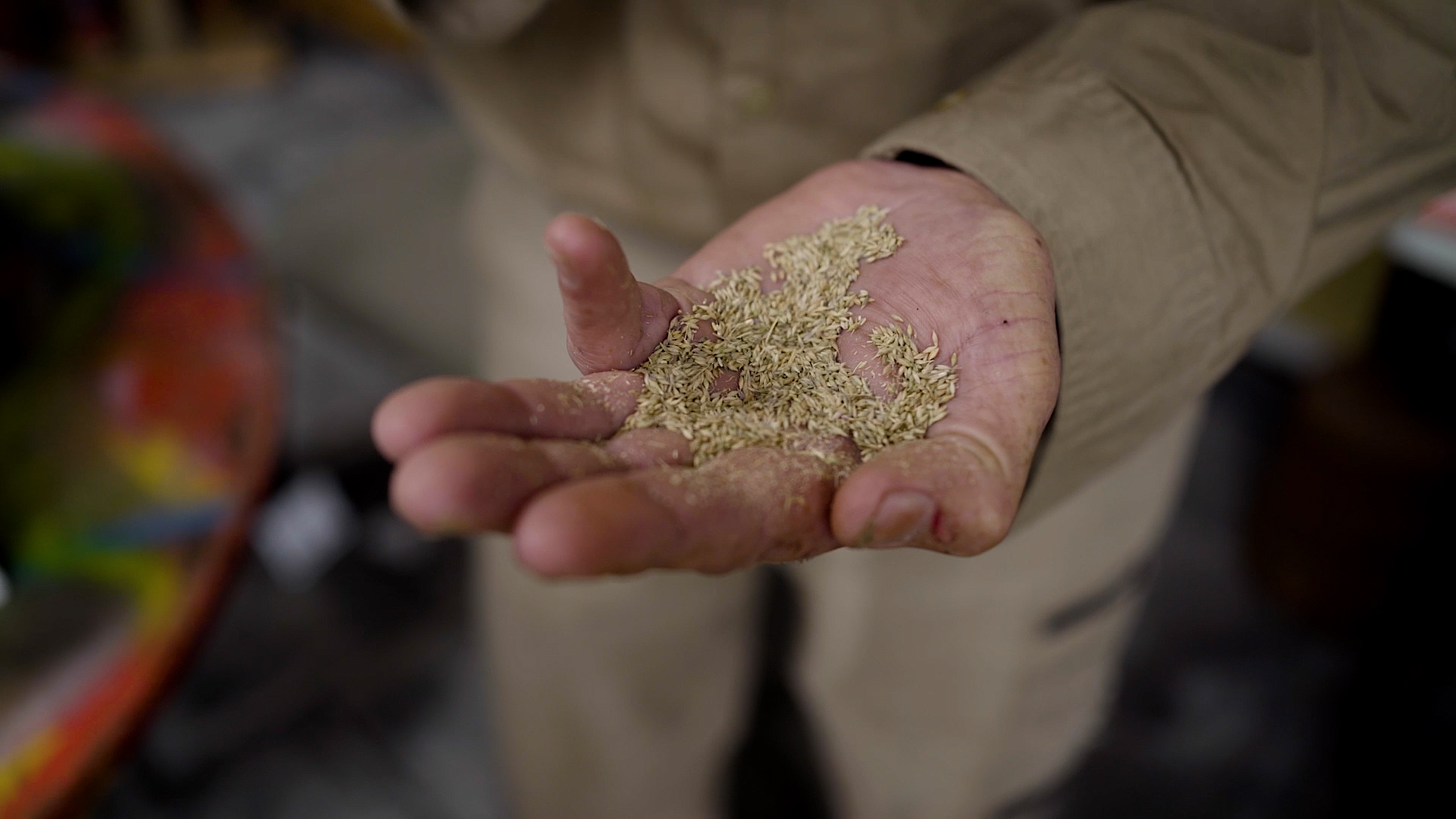 Grain in hand