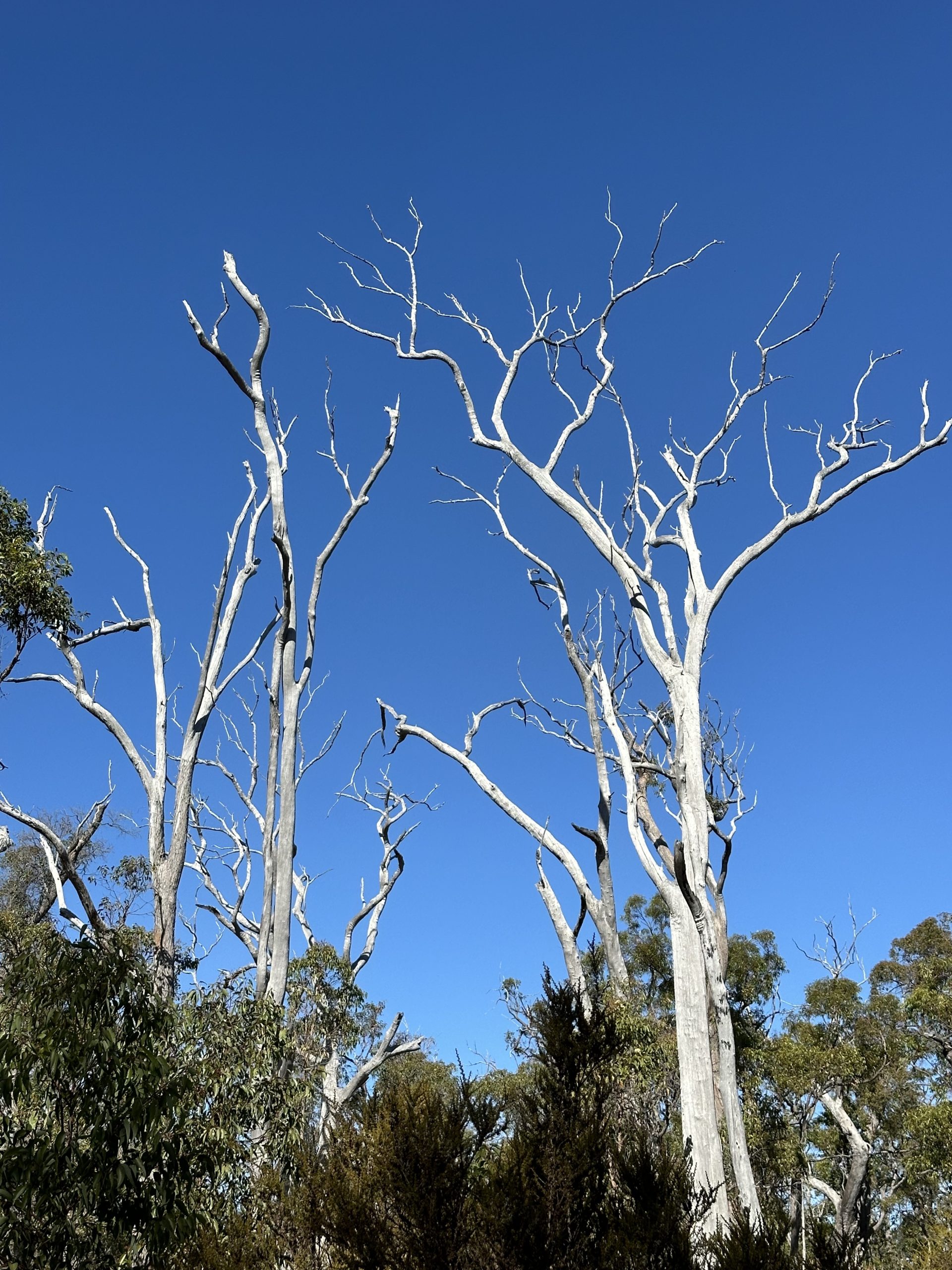 forest bleaching 1
