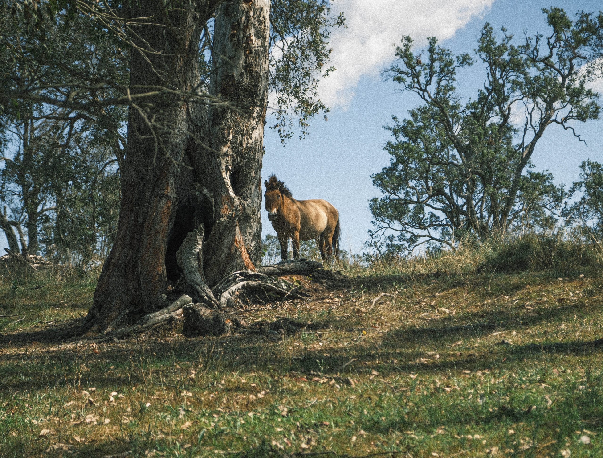 fernhill p horses 20 of 37